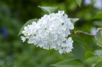 Syringa vulgaris 'Maud Notcutt' - in May