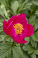 Paeonia 'Scarlet O'Hara' - in Spring