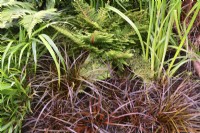 Uncinia rubra - Red Hook Sedge, Polystichum setiferum, June
