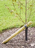 Correct method of staking a newly planted tree, with diagonal stake and plastic tree guard