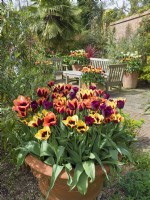 Tulipa - Mixed tulips in terracotta containers in seating area of garden