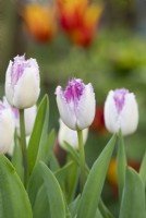 Tulipa 'Eyelash' - Fringed Tulip