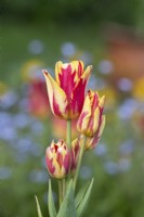 Tulipa 'Wonder Club'