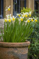 Narcissus 'Jack Snipe' planted in terracotta pot
