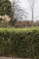 Phyllostachys Aurea hedge