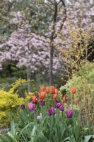 Spring garden with Tulipa 'Ballerina', T. Fontainebleau, T. 'Jan Reus' and T. 'Ronaldo' and blossom trees behind  