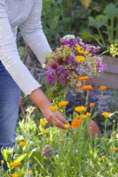Woman picking pot marigold and gathers the edible flowers into a bouquet.