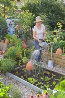Woman watering newly planted seedlings of leek and chicory.