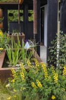 Urban rain garden. Two rusty water storage tanks planted with Equisetum japonicum and Iris laevigata 'Black Gamecock' captures rainwater from downpipes. Border next to water tank planted with Baptisia 'Lemon Meringue'.