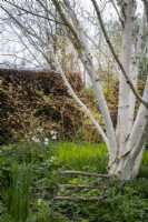Betula utilis var. 'Jacquemontii' in a spring cottage garden, with Small hazel wood picket fence used as a decorative feature