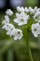 Allium 'Cowanii'