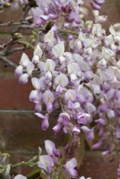 Wisteria brachybotyrs 'Showa-beni' - Silky wisteria