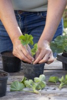 Propagating Pelargoniums with cuttings. Gently insert each cuttings into a pot.