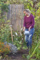 A woman is adding compost to a newly planted Cimicifuga racemosa syn. Actaea racemosa.