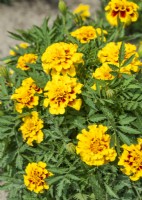 Tagetes patula Aura Red Yellow, summer August