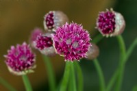 Allium schoenoprasum 'Pink Bere'