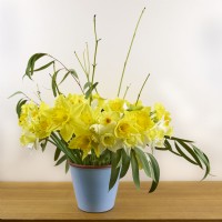 Mixed daffodils with Eucalyptus foliage in a blue glazed vase