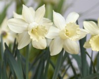 Narcissus 'Snow Baby'