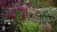 Vitis vinifera 'Spetchley Red' and Clematis 'Bill MacKenzie' scrambling over a raised platform