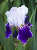 Iris 'Braithwaite' - June