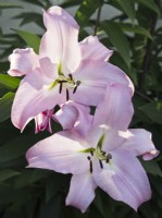 Lilium 'Pink Mist' - oriental lily - July