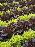 Rows of young lettuces - Lettuce 'Ashbrook' and Lettuce 'Rosemoor Red' - Lactuca sativa