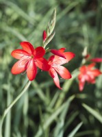 Hesperantha coccinea 'Major' , formerly Schizostylis coccinea - Crimson flag lily
