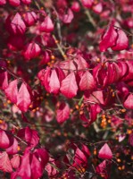 Euonymus alatus 'Rudy Haag' - Winged spindle