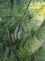 Pinus x schwerinii 'Wiethorst' - silver-grey cones ageing to brown