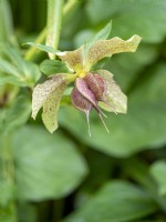Hellebore flowers with developing seed pods