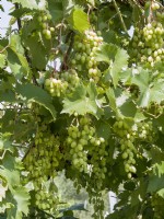 Vitis vinifera subsp. vinifera, summer August