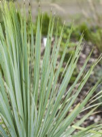 Yucca rostrata, spring March