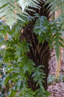 Microsorum scolopendria, Monarch Fern