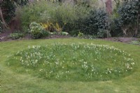 Tulipa 'Turkestanica', Narcissus bulbocodium 'Arctic Bells' and Fritillaria meleagris growing in circle in grass
