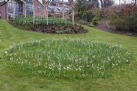 Tulipa 'Turkestanica', Narcissus bulbocodium 'Arctic Bells' and Fritillaria meleagris growing in circle in grass