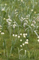 Narcissus Arctic Bells and Tulipa turkestanica growing in grass
