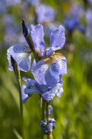 Iris sibirica 'Perry's Blue'
