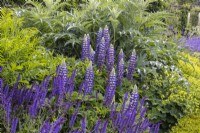 Summer bed planted with Lupinus Lupin 'King Canute', Salvia nemorosa and Cynara cardunculus 