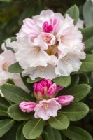 Rhododendron 'Lady Bowes Lyon' - in Spring