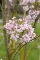 Staphylea holocarpa 'Rosea' - Spring