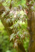 Acer Palmatum 'Trompenberg' - after rain shower in Spring