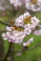 Prunus 'Matsumae-yae-goromo' - in Spring