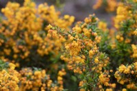 Berberis x stenophylla 'Corallina Compacta' - Golden barberry
