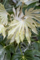 Fatsia japonica 'Tsumugi-shibori' - Japanese aralia foliage
