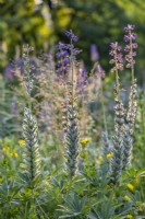 Lupinus polyphyllus after flowering in the wild meadow 