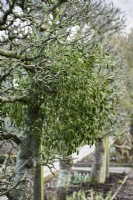 Swag of mistletoe, Viscum album, on an espaliered apple tree in January