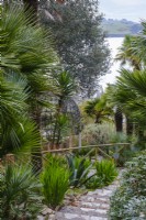 View across semi tropical garden to St Mawes Harbour, with hardy palms edging steps