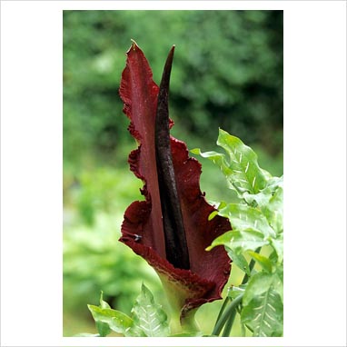 dragon arum plant