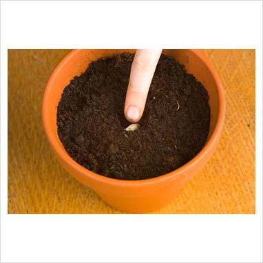 seeds in pot