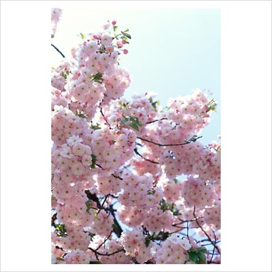 flowering cherry tree pictures. Flowering Cherry Tree in